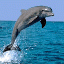/album/fotogalerie-moje-oblibena-fota/delfin-2-gif/